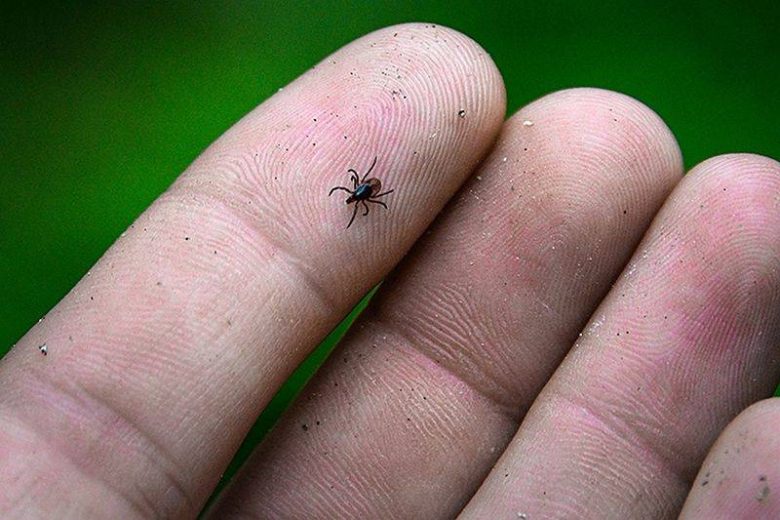 
Что нужно делать при укусе иксодового клеща                