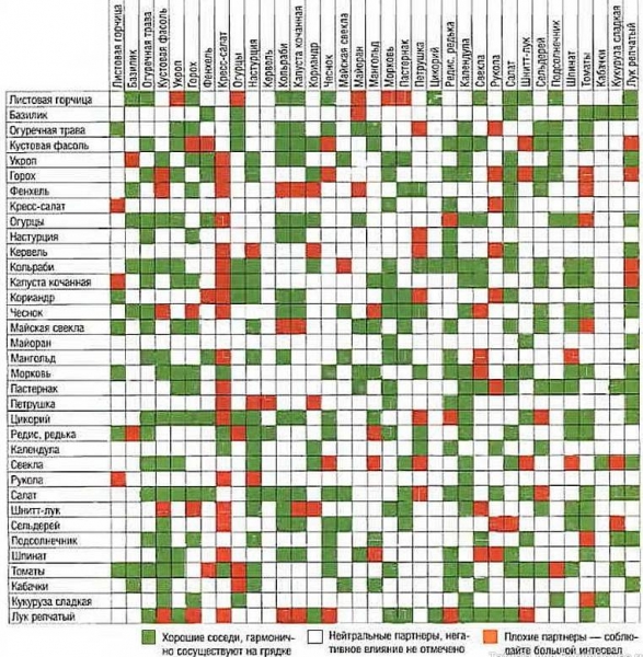 
Записки огородника: какие растения можно садить на соседних грядках, а какие не уживутся рядом                