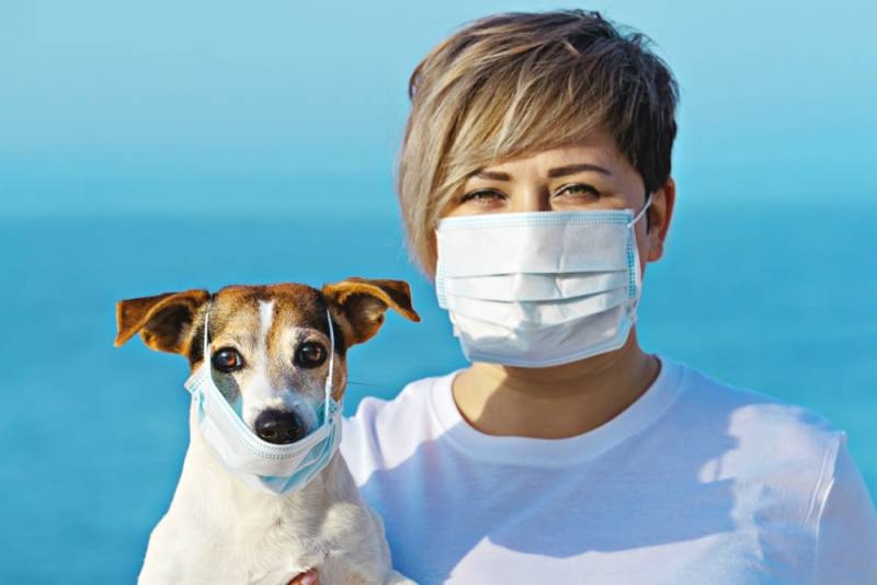 
Вакцинация животных от коронавируса: стоит ли делать прививку от COVID-19 кошкам и собакам                