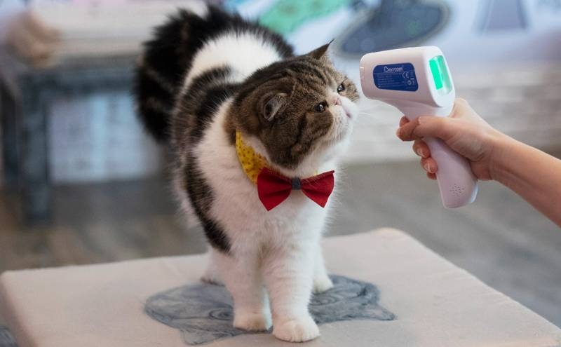 
Вакцинация животных от коронавируса: стоит ли делать прививку от COVID-19 кошкам и собакам                