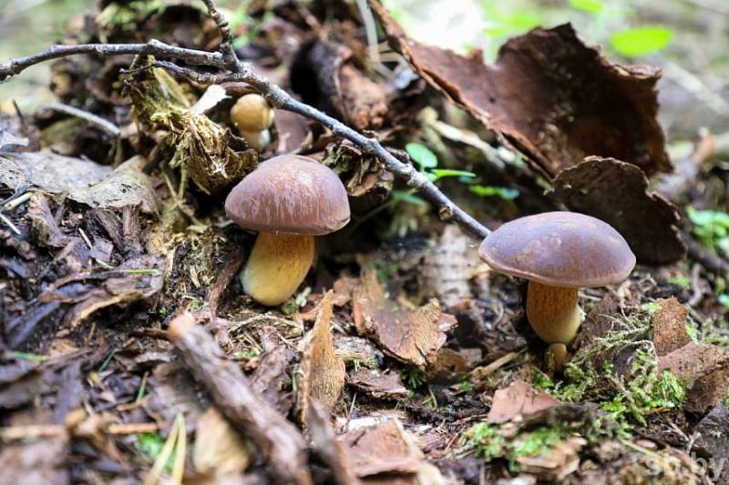  Сезон «тихой охоты» открыт: какие грибы сейчас собирают в Подмосковье в июне 2021 года 