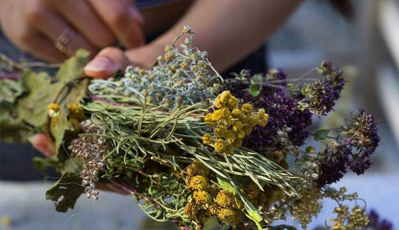 
Группа международных экспертов начала использовать полынь для лечения COVID-19                