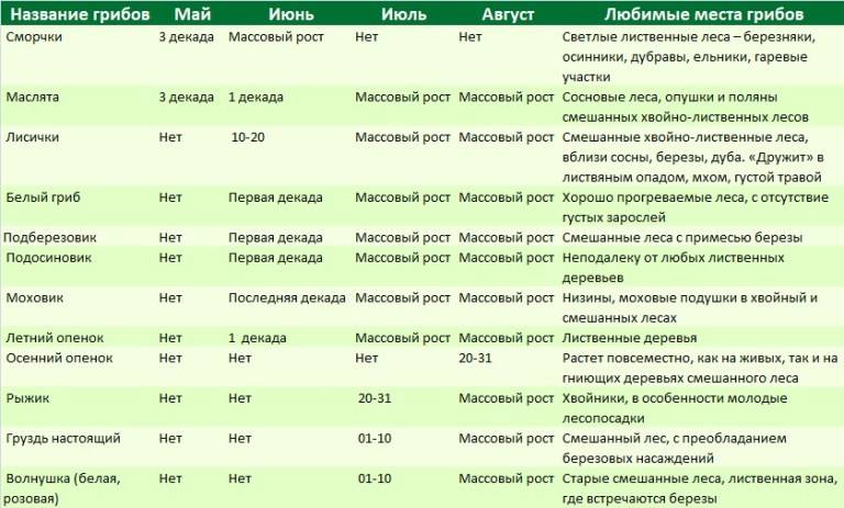 
Какие грибы уже сейчас можно собирать в Подмосковье                